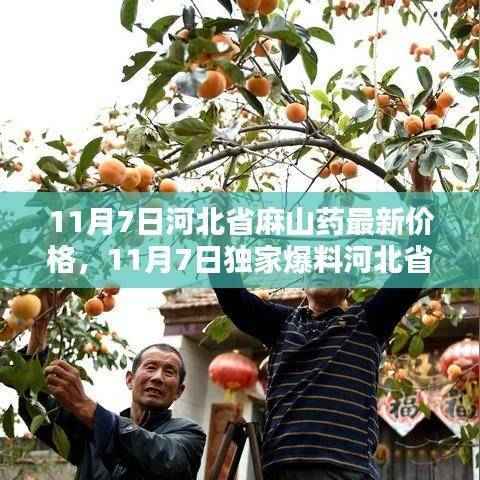 独家爆料,河北省麻山药最新行情及价格走势揭秘(11月7日)