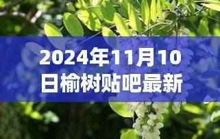 榆树贴吧最新消息,温馨日常与奇遇的情感纽带(2024年11月10日)
