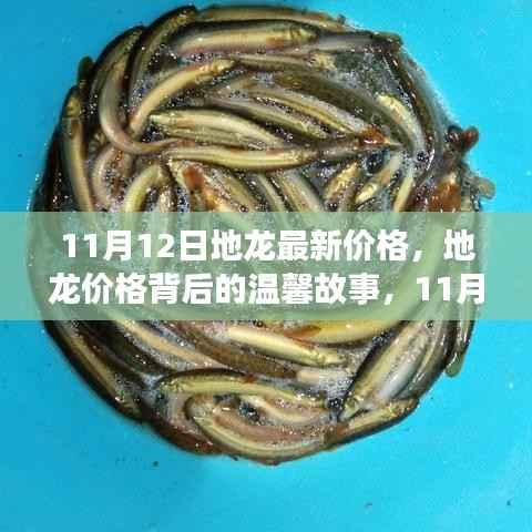11月12日地龙最新价格揭秘,价格背后的温馨故事与奇遇
