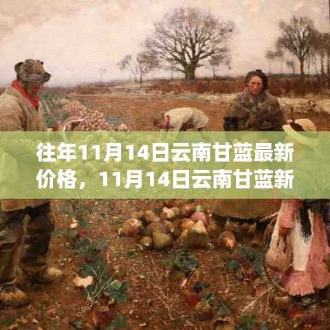 云南甘蓝最新价格揭秘,自然美景下的心灵之旅,11月14日更新动态