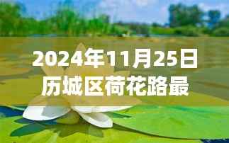 2024年历城区荷花路新篇章,最新进展与影响揭秘