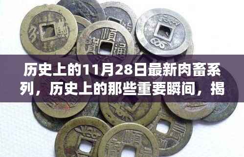 揭秘神秘日期11月28日的肉畜系列故事与历史瞬间回顾