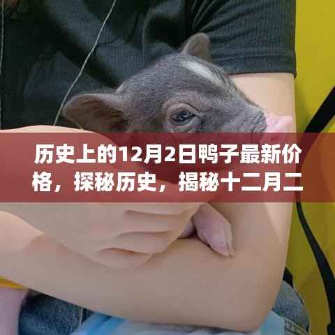 探秘历史,十二月二日鸭子价格的变迁之旅——鸭肉价值探寻小红书指南