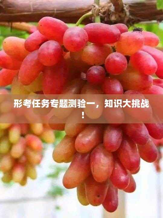形考任务专题测验一,知识大挑战!