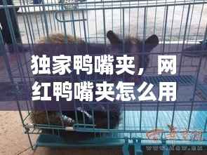 独家鸭嘴夹,网红鸭嘴夹怎么用