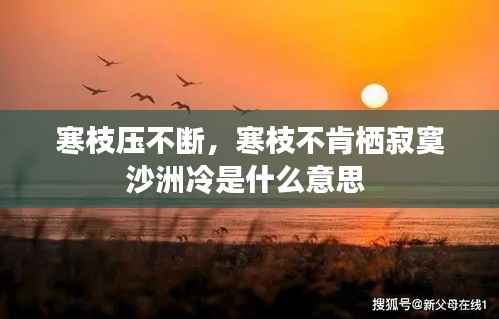 寒枝压不断,寒枝不肯栖寂寞沙洲冷是什么意思