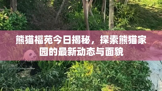 熊猫福苑今日揭秘，探索熊猫家园的最新动态与面貌