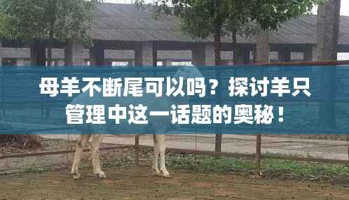 母羊不断尾可以吗?探讨羊只管理中这一话题的奥秘!