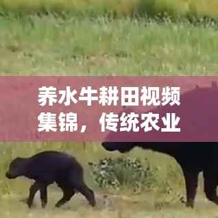 养水牛耕田视频集锦,传统农业实践与创新探索