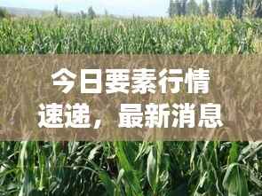 今日要素行情速递,最新消息查询与市场动态掌握指南